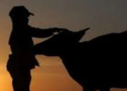 LSM Somasi: Sapi Bantuan di Bajeng Barat Hilang Tanpa Dokumen Resmi
