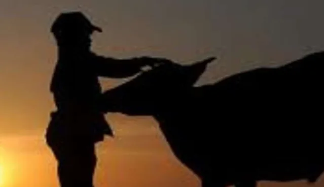 LSM Somasi: Sapi Bantuan di Bajeng Barat Hilang Tanpa Dokumen Resmi