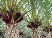 Koperasi Sawit Toe Keranji Mandiri Diduga Bermasalah, di Desa Lubuk Keranji Timur