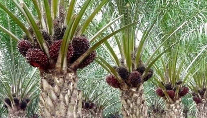 Koperasi Sawit Toe Keranji Mandiri Diduga Bermasalah, di Desa Lubuk Keranji Timur