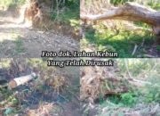 Kades Biroro Diduga Serobot dan Rusak Kebun Pribadi Warga, Pemilik Lahan Kecewa