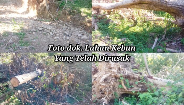 Kades Biroro Diduga Serobot dan Rusak Kebun Pribadi Warga, Pemilik Lahan Kecewa