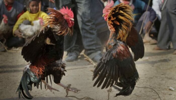 Judi Sabung Ayam di Kajang Tak Tersentuh, Kapolda Sulsel Ditantang Turun Tangan
