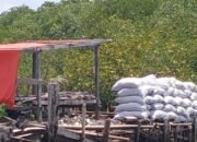 Mangrove Dibabat, Kampung di Tanakeke Terancam Tenggelam: Arang Bakau Dijual ke Makassar