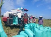 Dukung Ketahanan Pangan, Babinsa Koramil 05/Pallangga Dampingi Panen Raya Petani Tetebatu