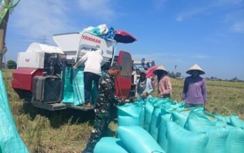 Dukung Ketahanan Pangan, Babinsa Koramil 05/Pallangga Dampingi Panen Raya Petani Tetebatu