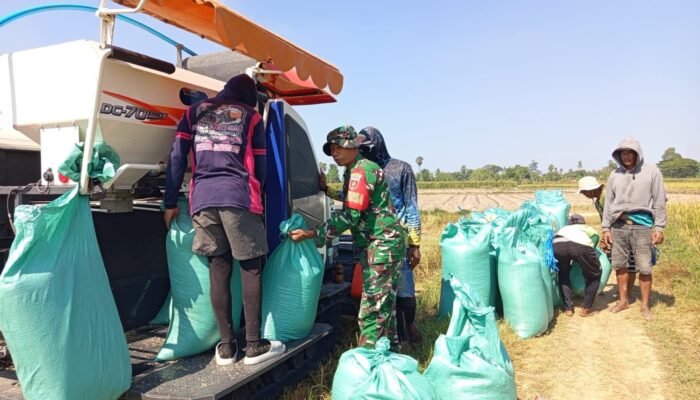 Babinsa Bategulung Kawal Panen Padi Demi Swasembada Pangan